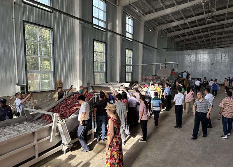 images/1690356788270Línea de clasificación de camote1.jpg